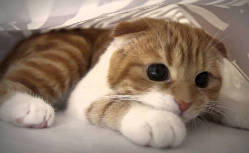 awwww-cute:
“Scottish fold kittens breed is the cutest in the world !!!!!!!!
”