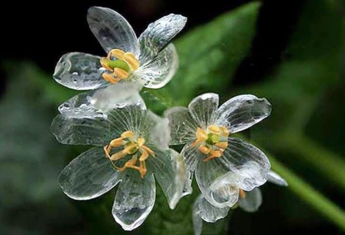 congenitaldisease: Diphylleia grayi, also known as the “skeleton flower” is native 