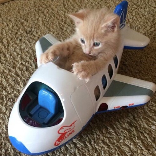 cuteanimalspics:  Tower, Requesting Permission to Take Off (Source:…