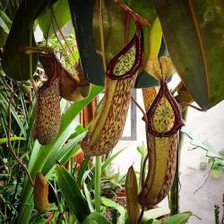 youcanleadahorticulture:  Nepenthes x ‘Miranda’ - It’s been throwing out some monster pitchers lately. 