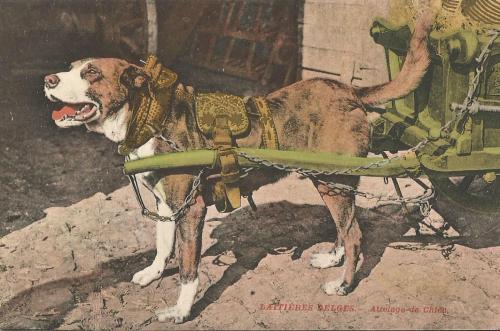 doggypostcardsandephemera: Vintage Dog Photo Postcard - Flemish Milk Cart Dog Mass Produced