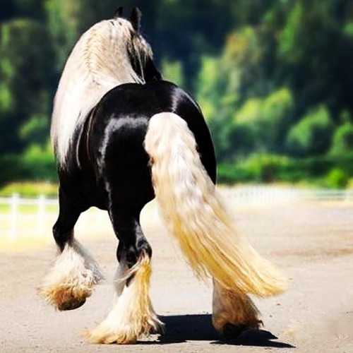 #gypsyvanner #horse #beautiful #want