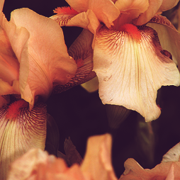 calanthesfeuillemort:  Flowers I Love: the Bearded Iris 