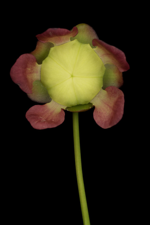 Sarracenia are carnivorous pitcher plants, grown for their unique modified leaves rather than for th