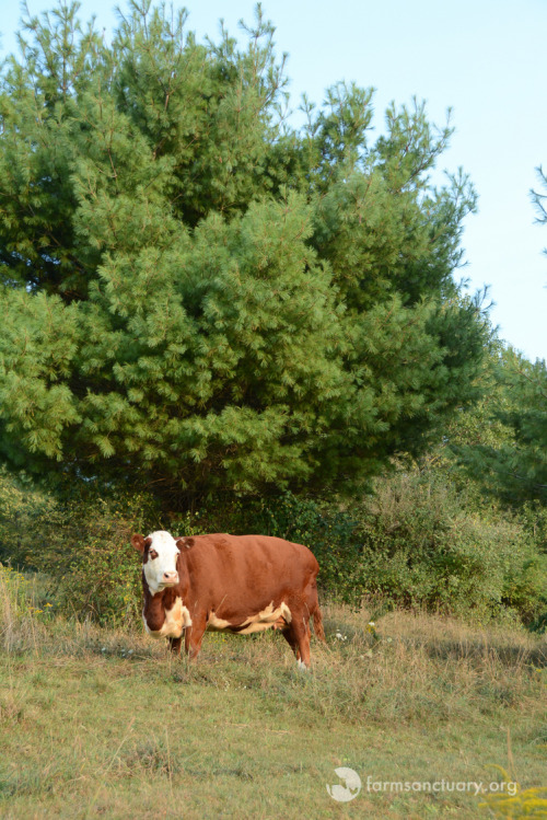 Animals of Farm Sanctuary — Meet Maxine Cow, Who Fled Slaughter and ...