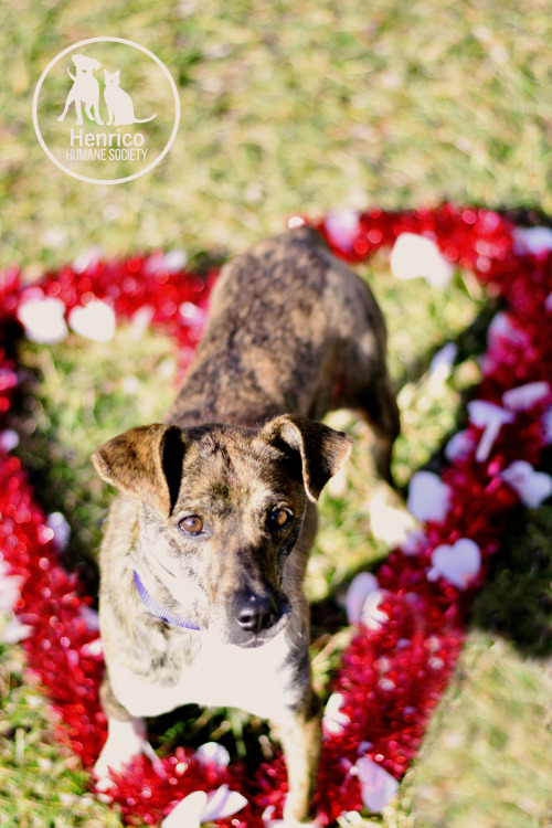 Gwen Stacy is available for adoption from Henrico Humane Society!