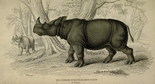 wapiti3: The naturalist’s library. (Mammals)  By Jardine, William, Sir, 1800-1874   