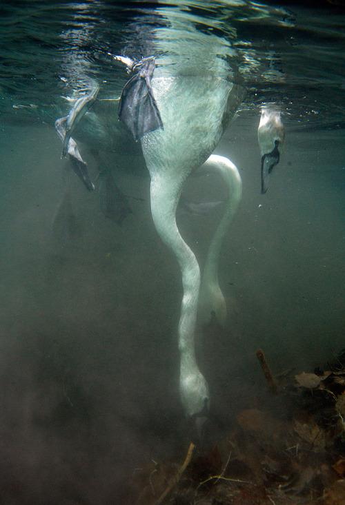 wren-renoir:Diving swans captured by Viktor Lyagushkin necks for days