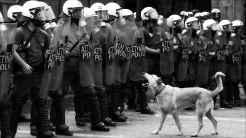 communistswithdogs: Loukanikos the Greek riot dog, forever hounding the police and accompanying its 