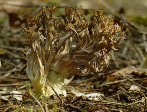 Here&rsquo;s some photos of Crested Coral Fungus - Clavulina coralloides. They are usually white, bu