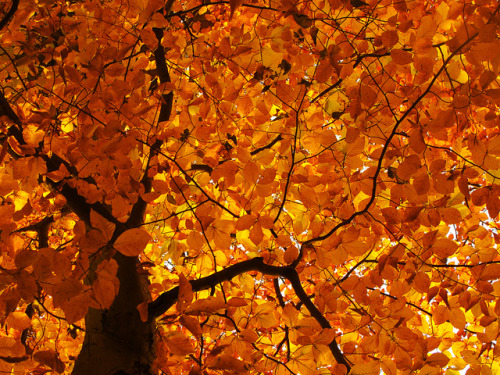 Leaf Canopy in Fall by Batikart on Flickr.