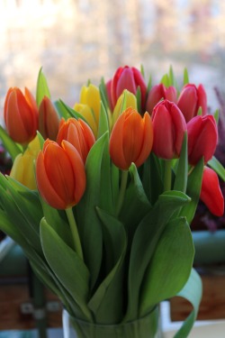 slinkygrl:  boschintegral-photo:Tulips Happy