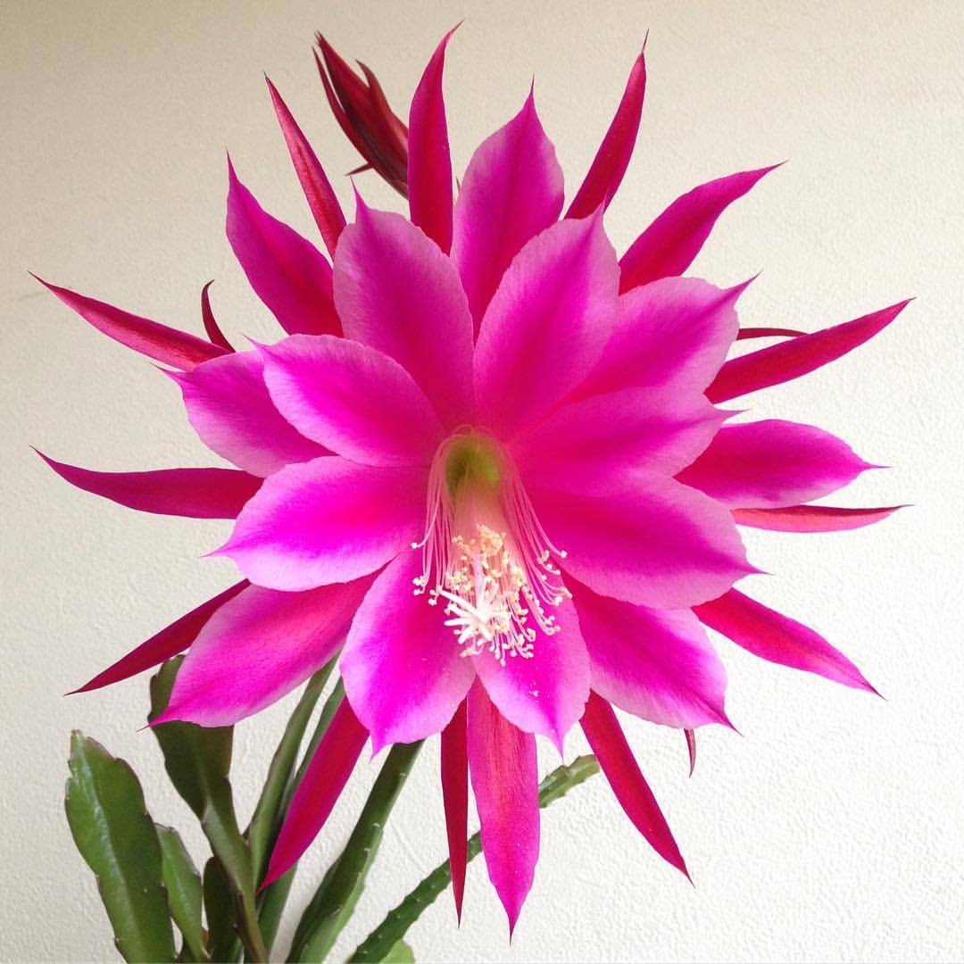 Natale Today S Beautiful Epiphyllum This Morning