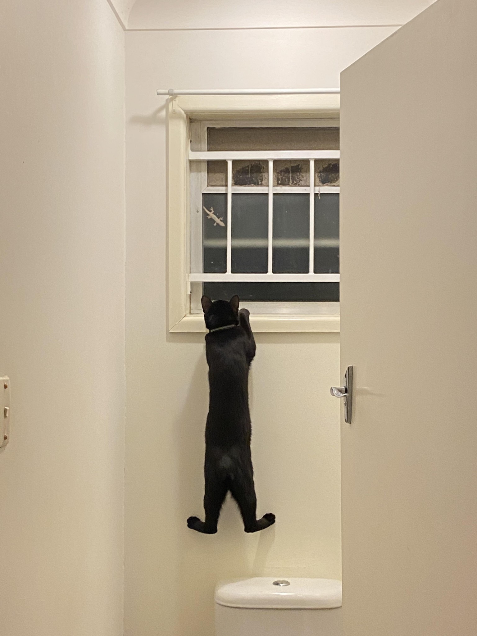 catasters: