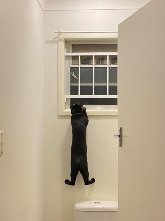 catasters: