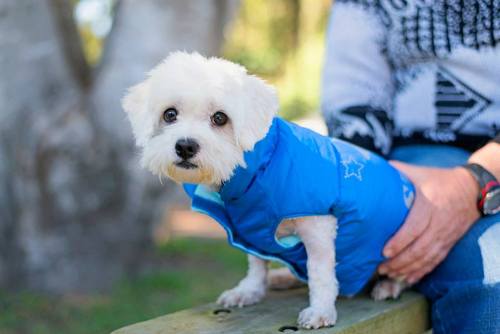 dogsandpupsdaily:  - Maltese/Shih Tzu Mix. Want more? Follow:http://dogsandpupsdaily.tumblr.com/ 