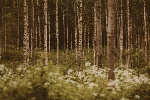 oonajuliar:Simply adore the nature of our Finland. Birch trees are magic! Www.instagram.com/oonajuli
