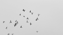 jaimelannistre:So many vows. They make you swear and swear. Defend the king. Obey the king. Keep his