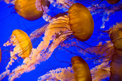  Jellyfish 