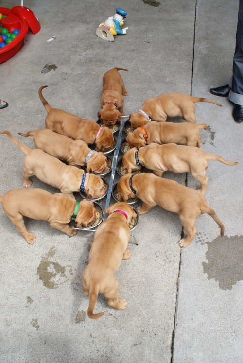 mostlydogsmostly:Dogue de Bordeaux Puppies (via Dirk Lierman)