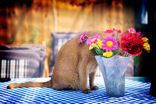 catsbeaversandducks:Hot Weather Tips for Pets: Cool it Down Have plenty of fresh water available for