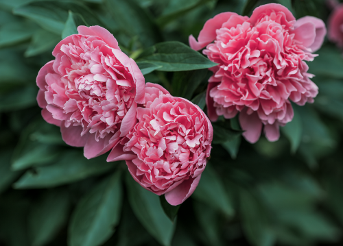 peonies