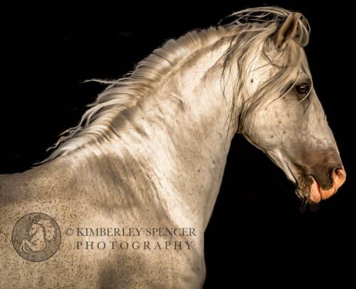 (2) Kimberley Spencer is an artist showcasing horses and people. Her outstanding work offers various