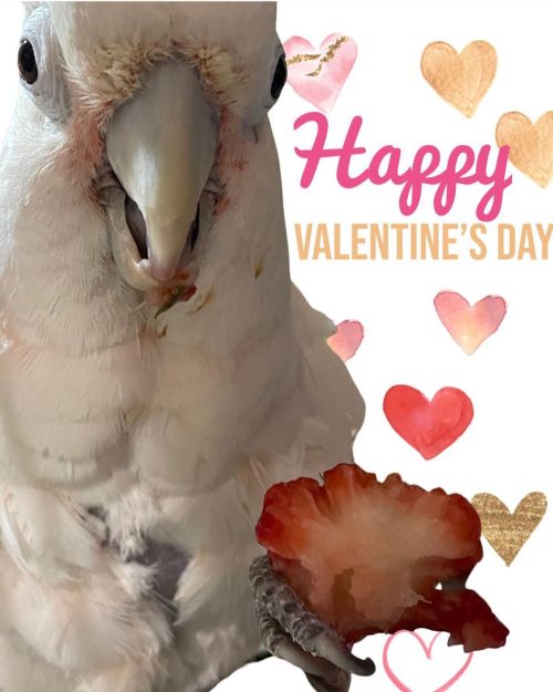 Happy Valentine’s Day… hope it was sweet! #happyvalentinesday #boobird #goffinscockatoo