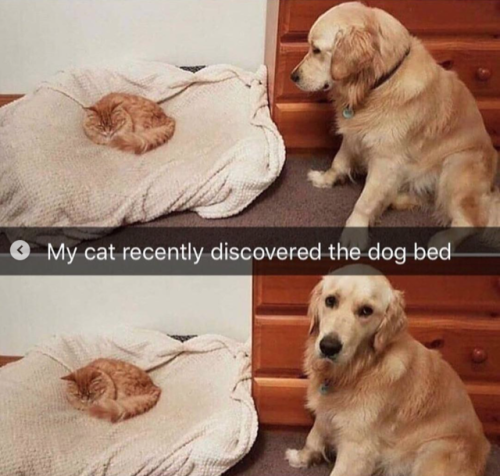 babyanimalgifs:Animal snaps