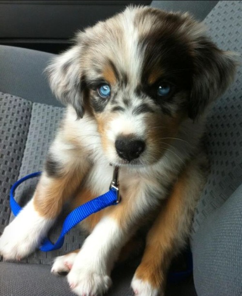 wwhatevur:  Find me one of these and ill owe you with my life