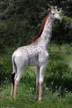 awwww-cute:An extremely rare white giraffe