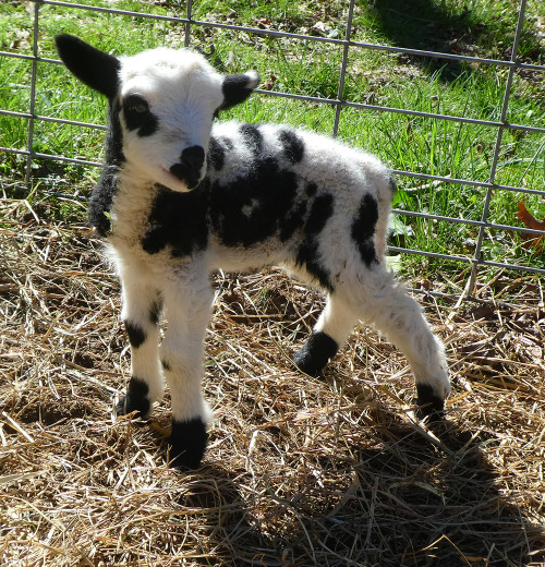 ♥ Special Snowflake In Training ♥