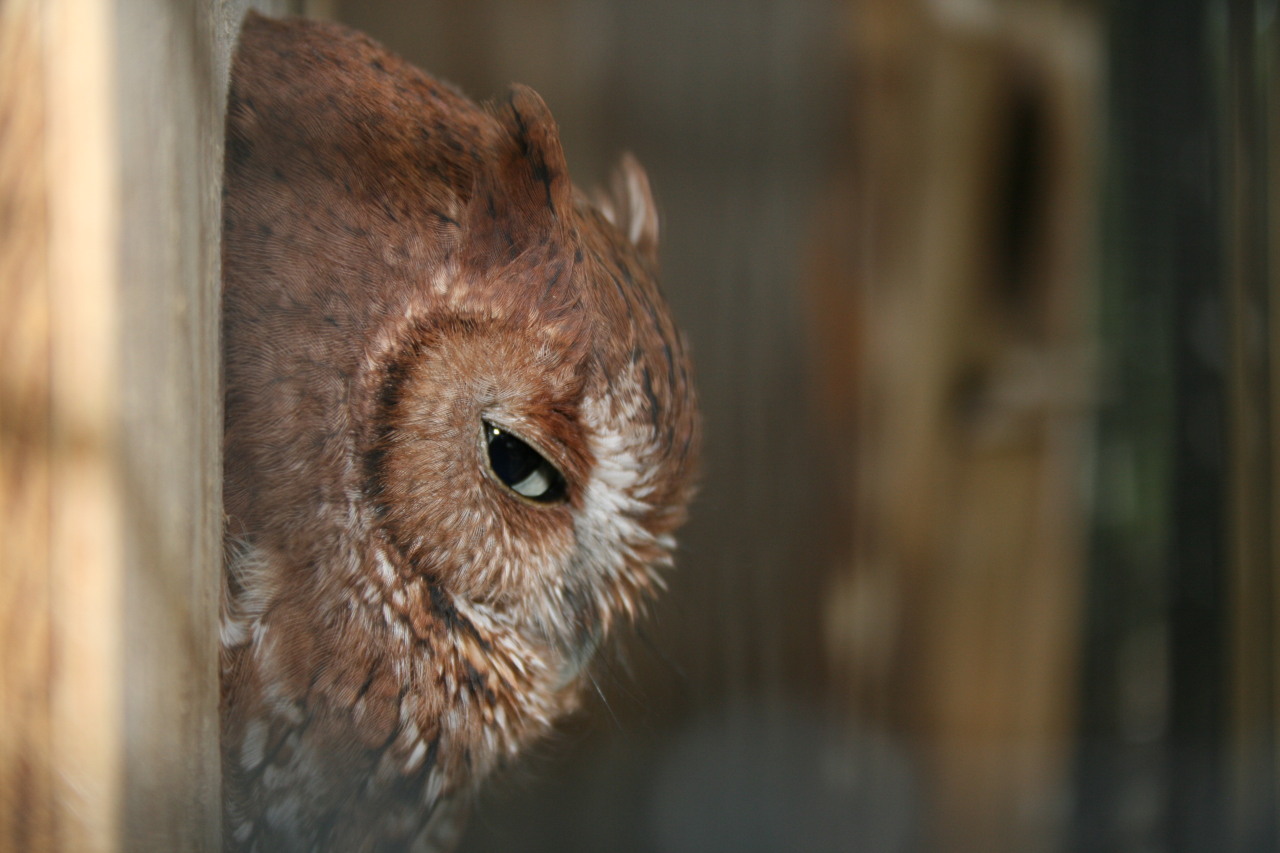 mittensmorgul: mittensmorgul: This owl knows what you are thinking. he’s judging