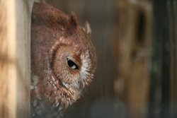 mittensmorgul: mittensmorgul: This owl knows