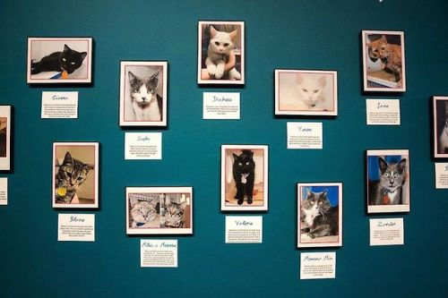 catsbeaversandducks: America’s First Cat Café Opens: Drink Coffee Alongside Adorable Ca