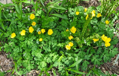 Wood poppy blooming in the garden. I’m obviously going to have to do something about that Boltonia.