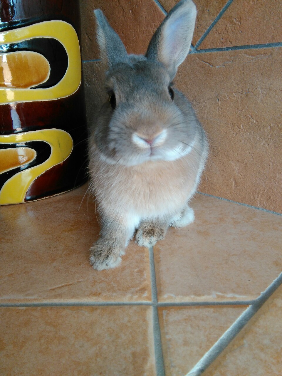 bony-the-bunny:  My human just told me that I have more than 1000 followers! I’m