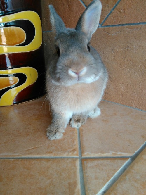 bony-the-bunny:  My human just told me that I have more than 1000 followers! I’m surprised! Thank you for being so awesome!!