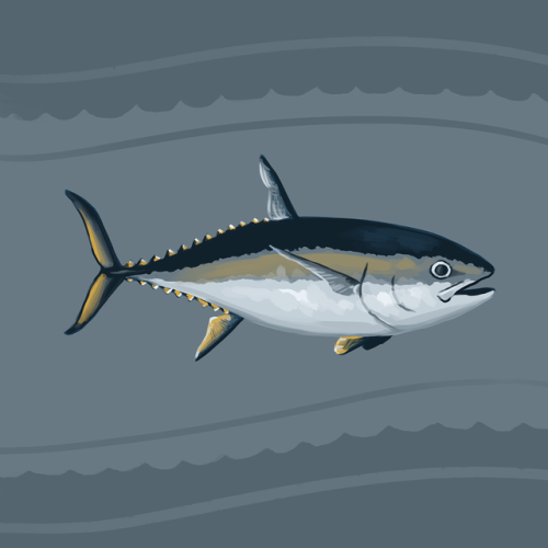 Huevember 18 - Southern bluefin tunatwitter | society6 | facebook