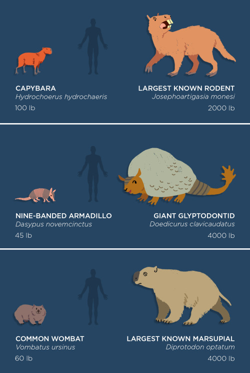 skunkbear:skunkbear:The past is packed with monsters! Behemoths by the dozen!Let’s meet these fossil