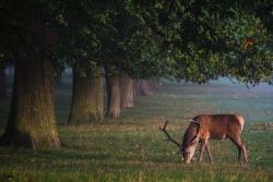 deersheer:  Photo by Diana Parkhouse on Unsplash