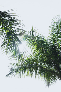 chella-pus:  souhailbog:  Palms By   Adam Birkett    🌲 📷 Nature and photography blog 📷 🌲 