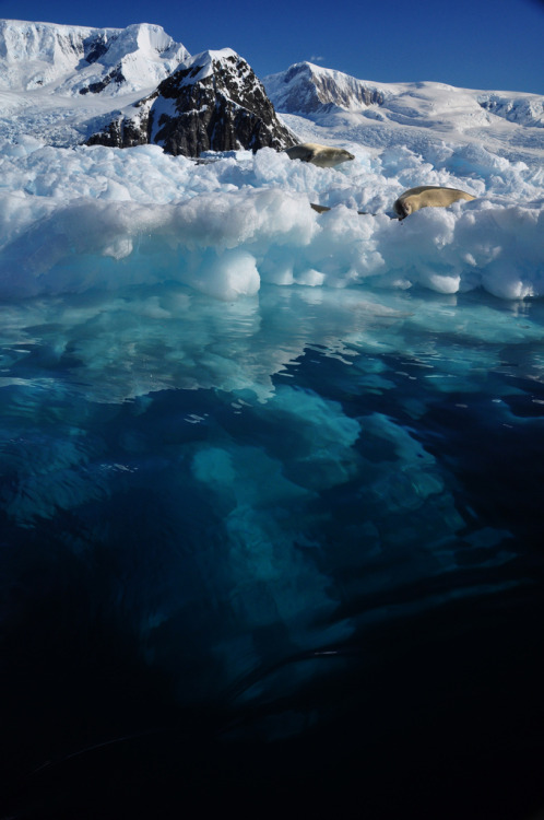 4nimalparty:  (by frank1030)