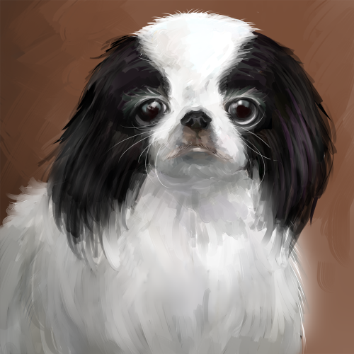 I drew the Japanese Chin in practice. 