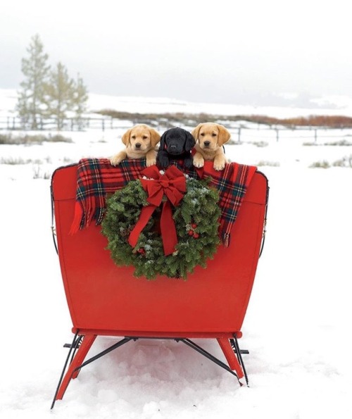 motherofsoutherncharm:Source: LL Bean