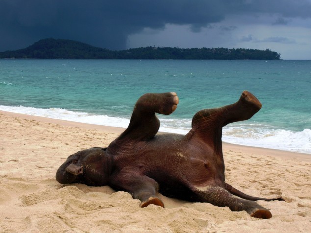 goodgirl-interrupted:  magicalnaturetour:  Young elephant playing on a beach in Phuket,