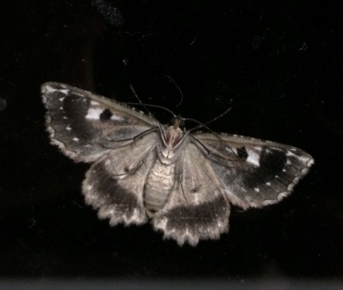 fractalfern:look at this beauty that landed on my kitchen window!