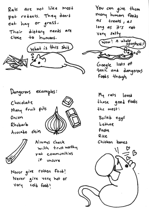 marras6:Beginner advice on rat keeping Check out my other rat comic What I learned from having pet r