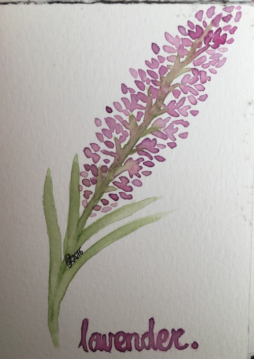 little practice in my tiny watercolour sketchbook before I paint some lavender for my mum~