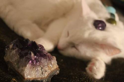 witchedways: saranavjord: I gave my cat some crystal healing ✨ bewitched forest 